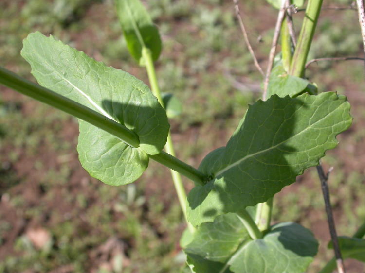 Brassica rapa rapa
